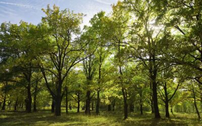 Bois et forêts, un patrimoine à valoriser